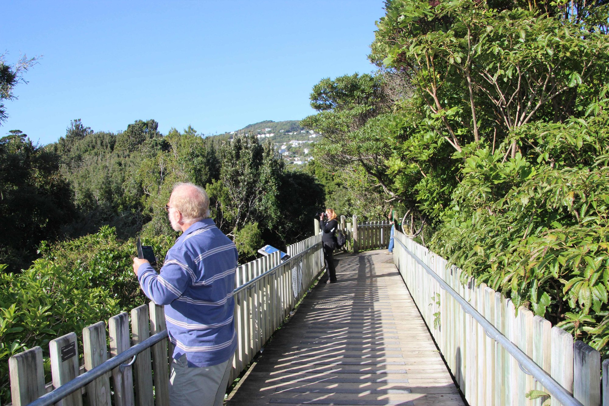 Otari canopy walkway