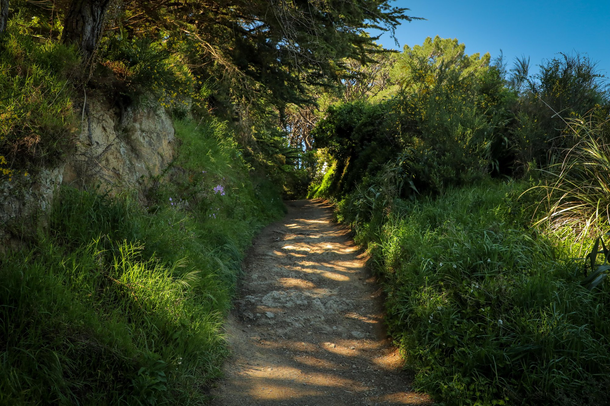 Rings | Mount Victoria path