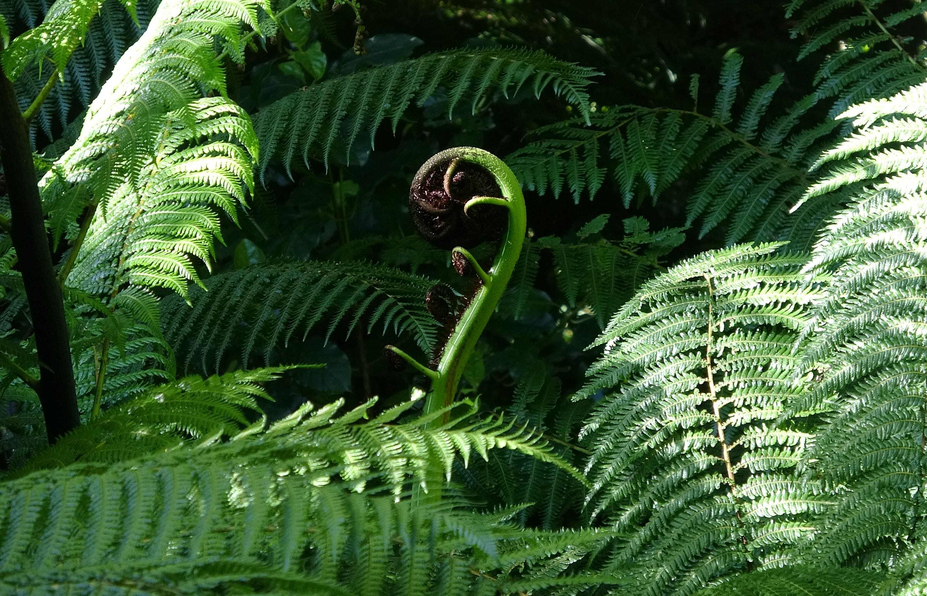 Otari Koru
